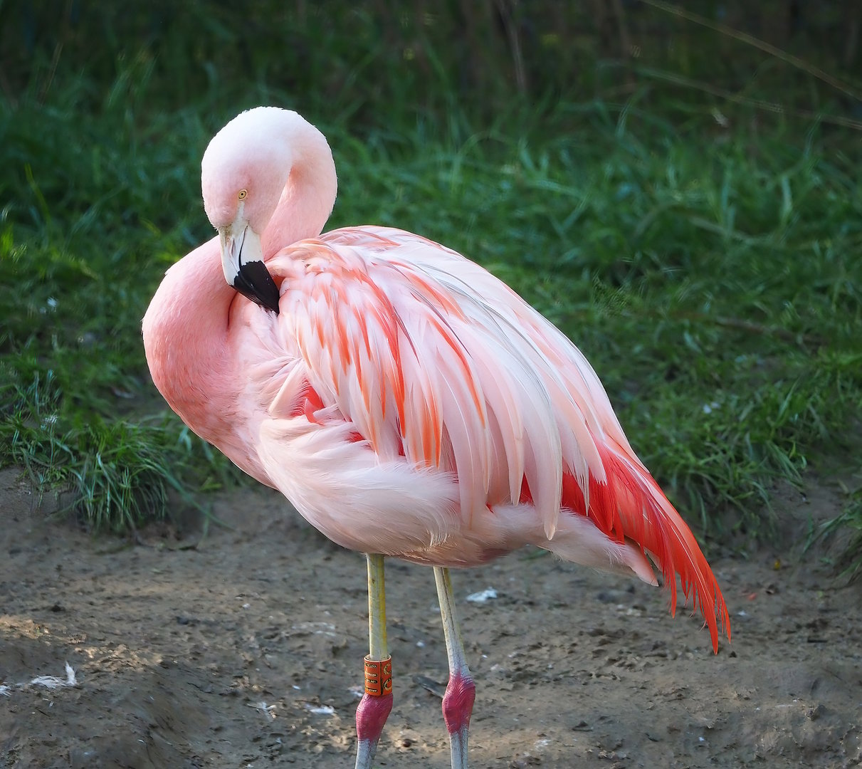 Chilean flamingo (Phoenicopterus chilensis), 2022-10-09