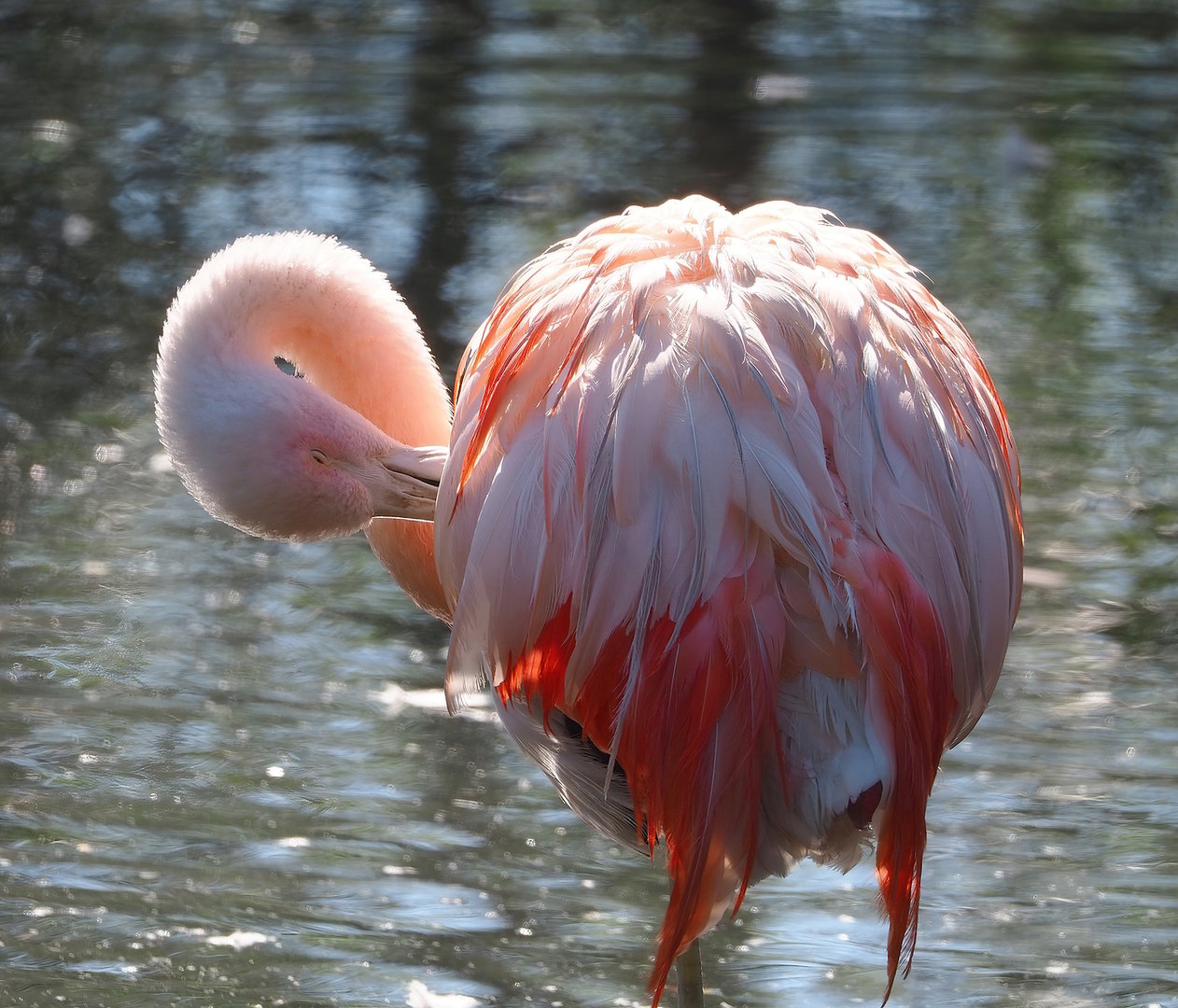 Chilean flamingo (Phoenicopterus chilensis), 2022-10-09