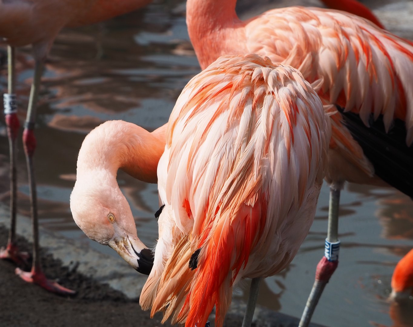 Chilean flamingo (Phoenicopterus chilensis), 2023-03-28