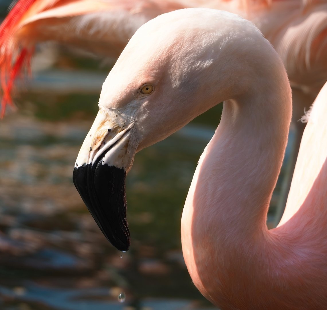 Chilean flamingo (Phoenicopterus chilensis), 2023-05-13