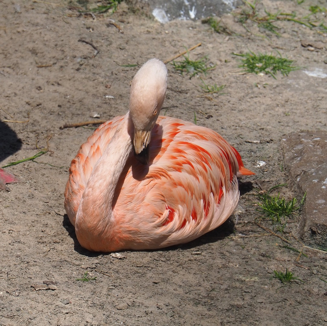 Chilean flamingo (Phoenicopterus chilensis), 2023-05-19