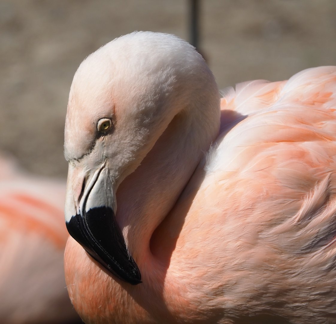 Chilean flamingo (Phoenicopterus chilensis), 2023-06-04