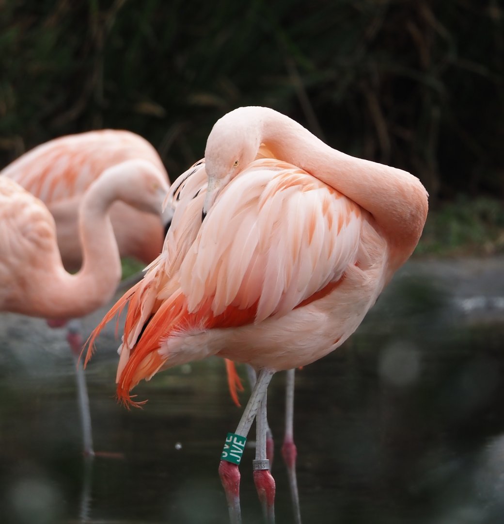 Chilean flamingo (Phoenicopterus chilensis), 2024-03-09