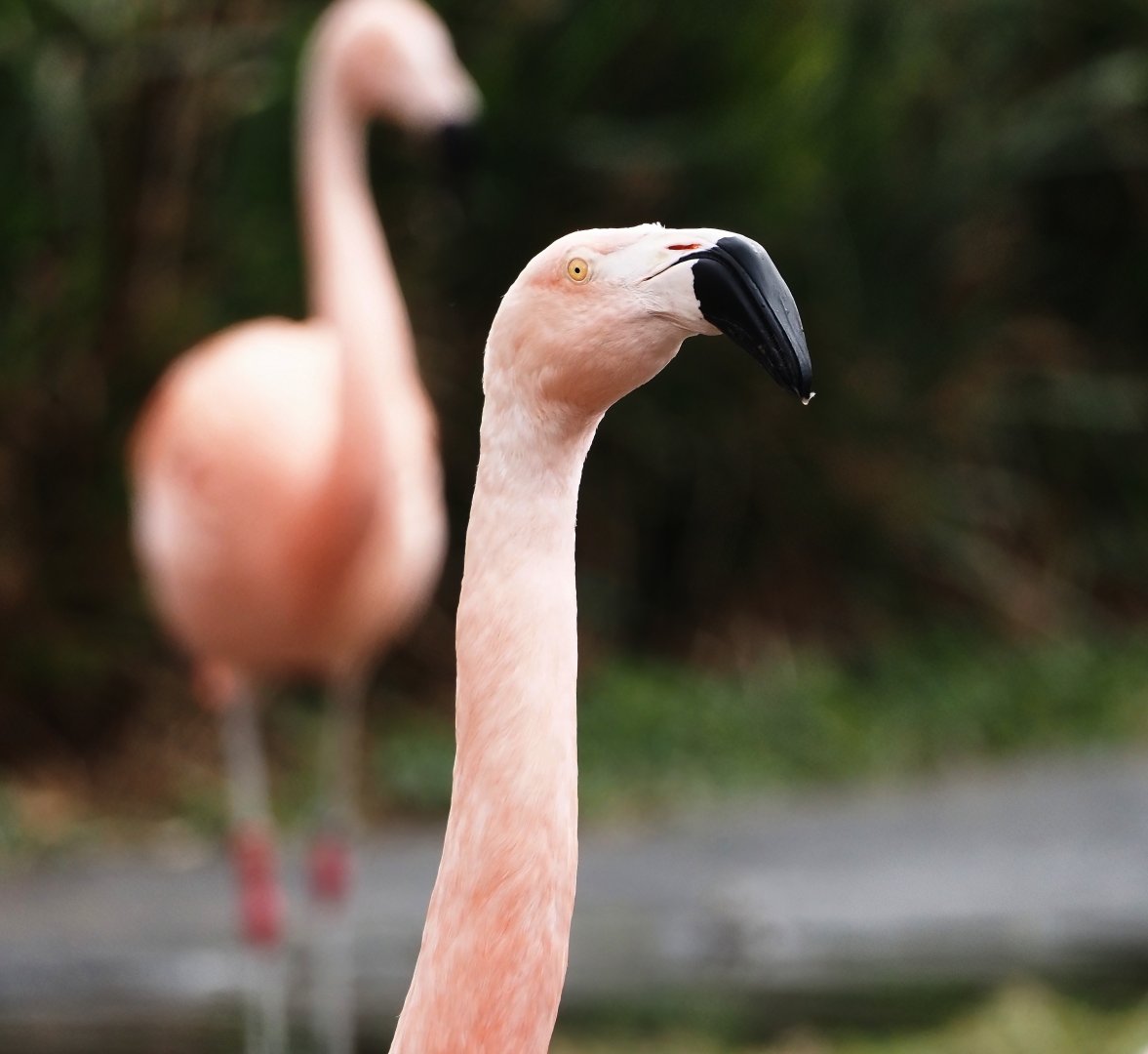 Chilean flamingo (Phoenicopterus chilensis), 2024-03-09