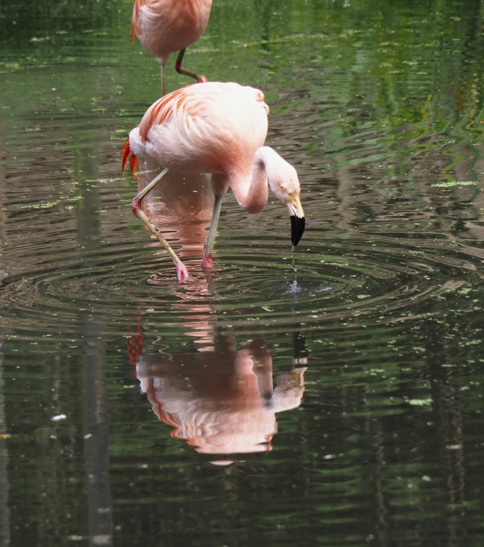 Chilean flamingo (Phoenicopterus chilensis), 2024-05-21