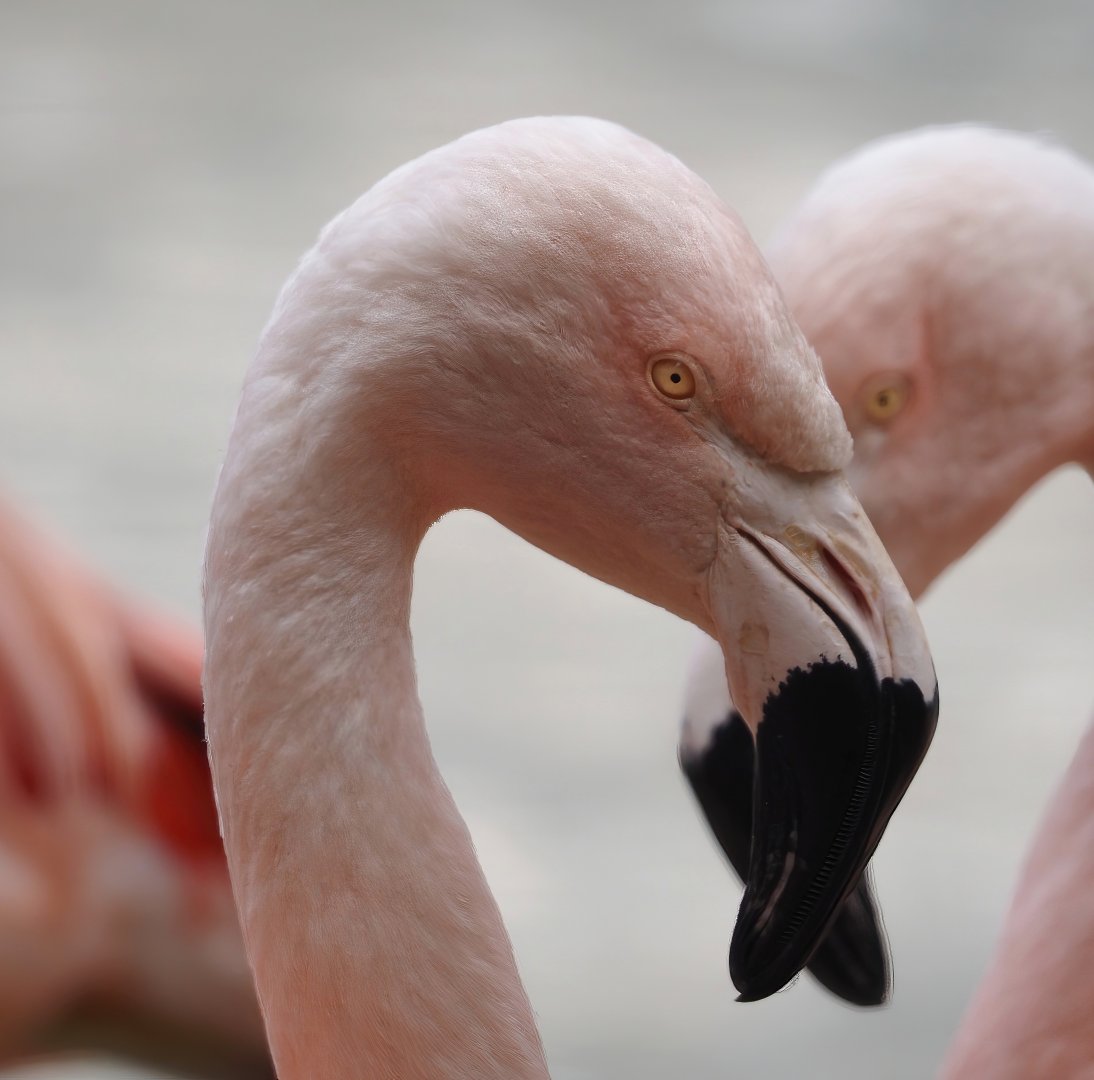 Chilean flamingo (Phoenicopterus chilensis), 2025-05-22