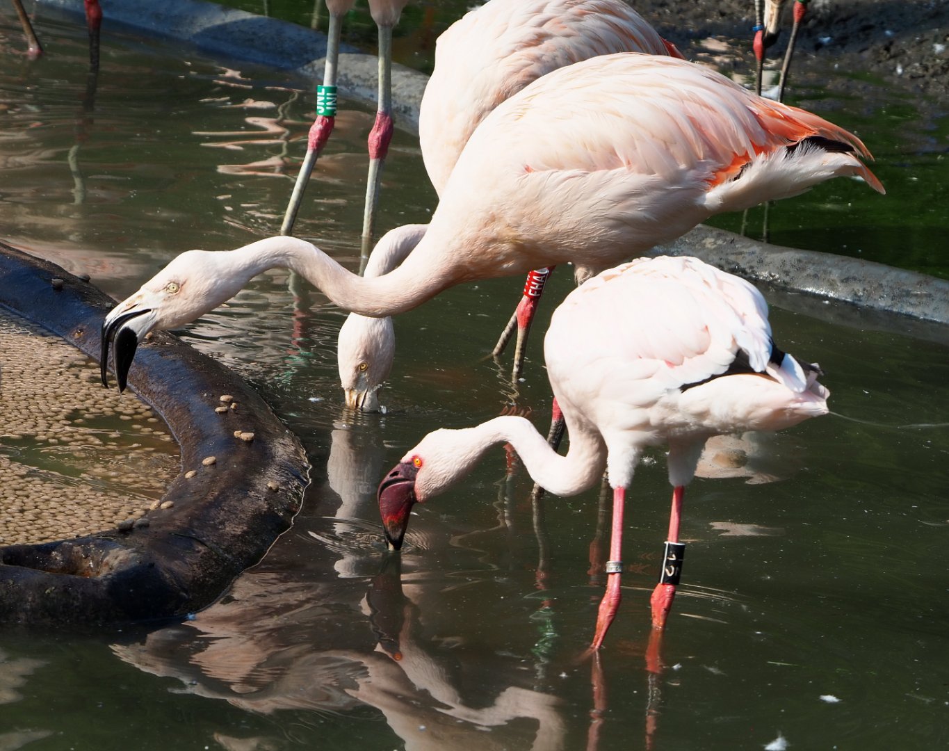 Chilean flamingo (Phoenicopterus chilensis) and Lesser flamingo (Phoeniconaias minor), 2020-09-16