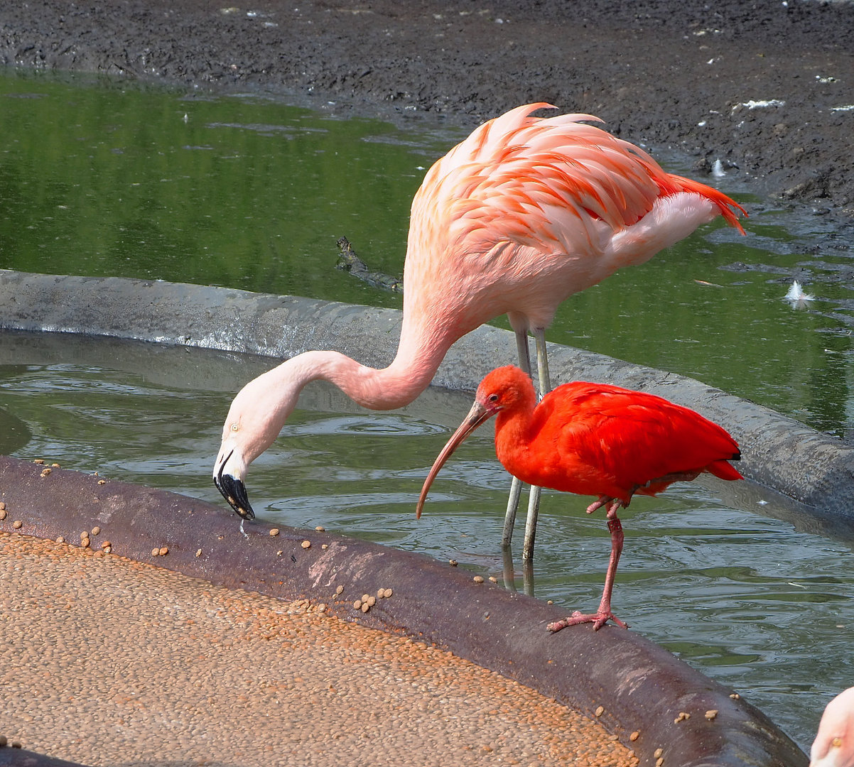 Chilean flamingo (Phoenicopterus chilensis) and Scarlet ibis (Eudocimus ruber), 2022-04-12