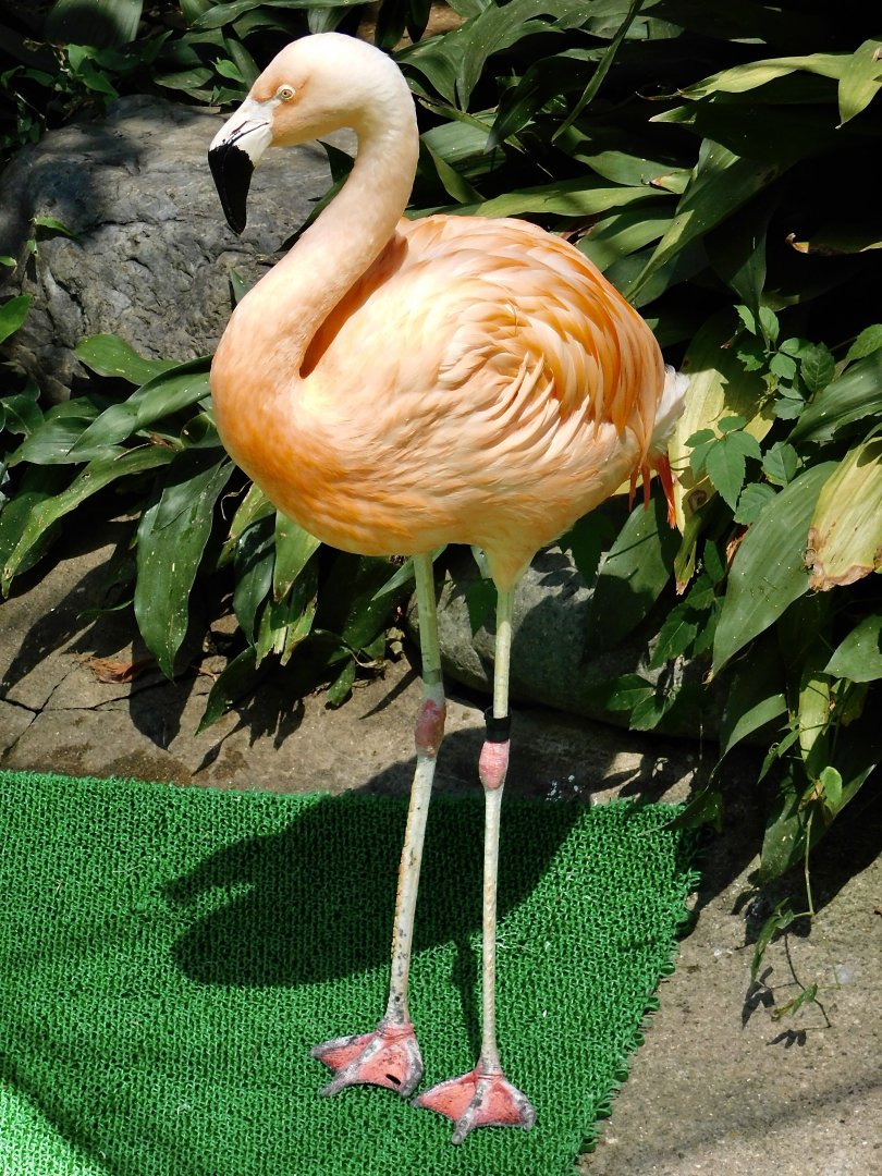 Chilean Flamingo (Phoenicopterus chilensis) August 30, 2025