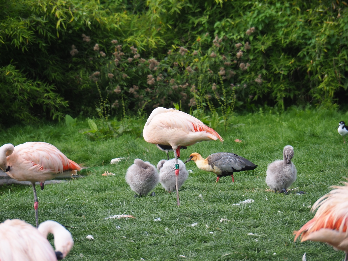 Chilean flamingo (Phoenicopterus chilensis) chicks