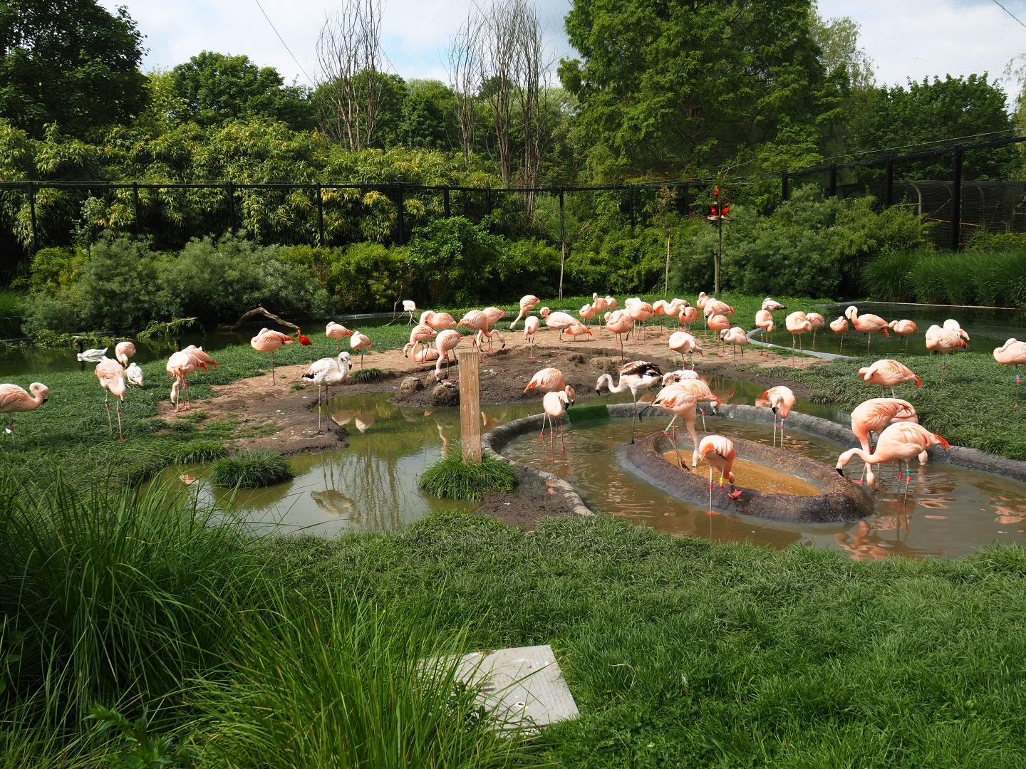 Chilean flamingo (Phoenicopterus chilensis) colony, 2019-05-31