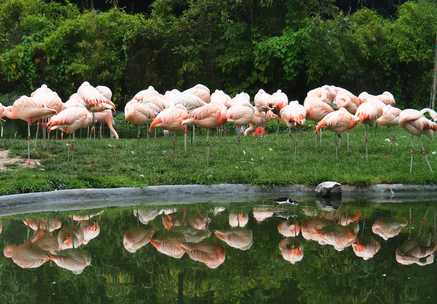 Chilean flamingo (Phoenicopterus chilensis) colony, 2019-06-26