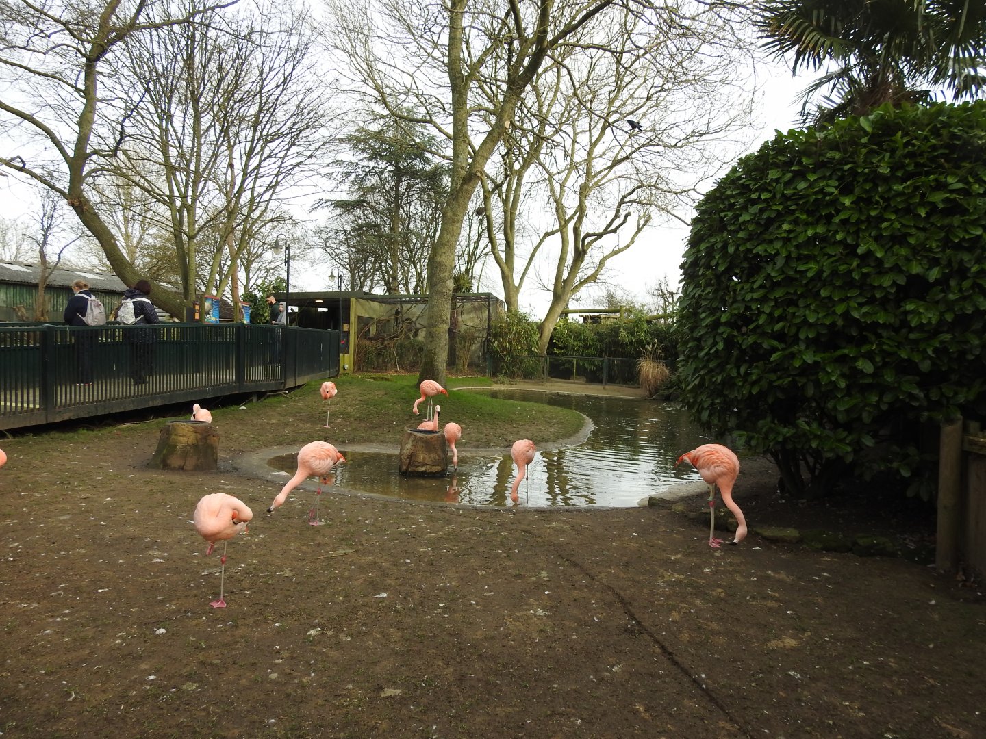 Chilean Flamingo ( Phoenicopterus chilensis) Enclosure