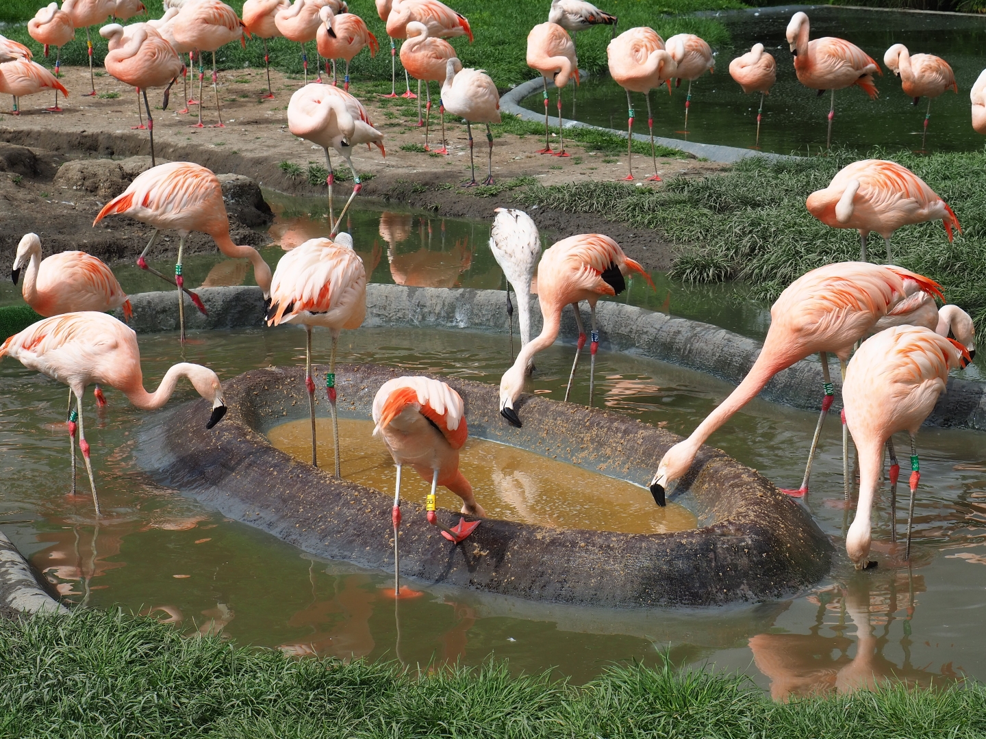 Chilean flamingo (Phoenicopterus chilensis) foraging area, 2019-05-31