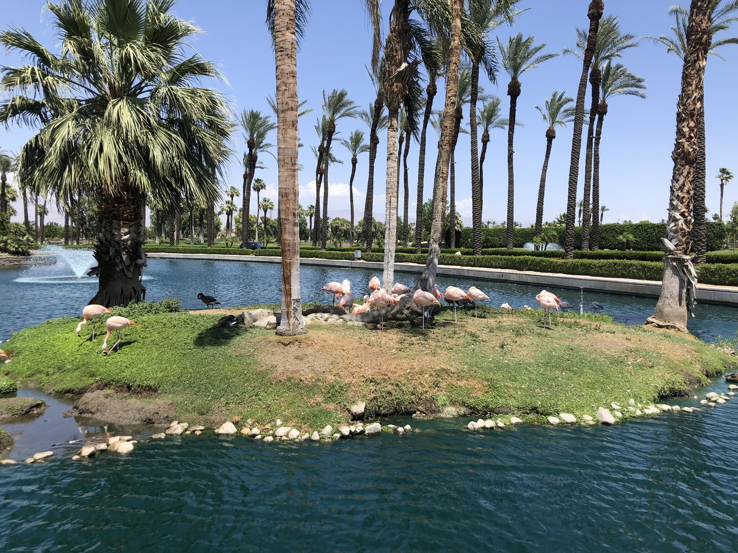 Chilean flamingo, Phoenicopterus chilensis, island -- JW Marriott Desert Springs Resort & Spa