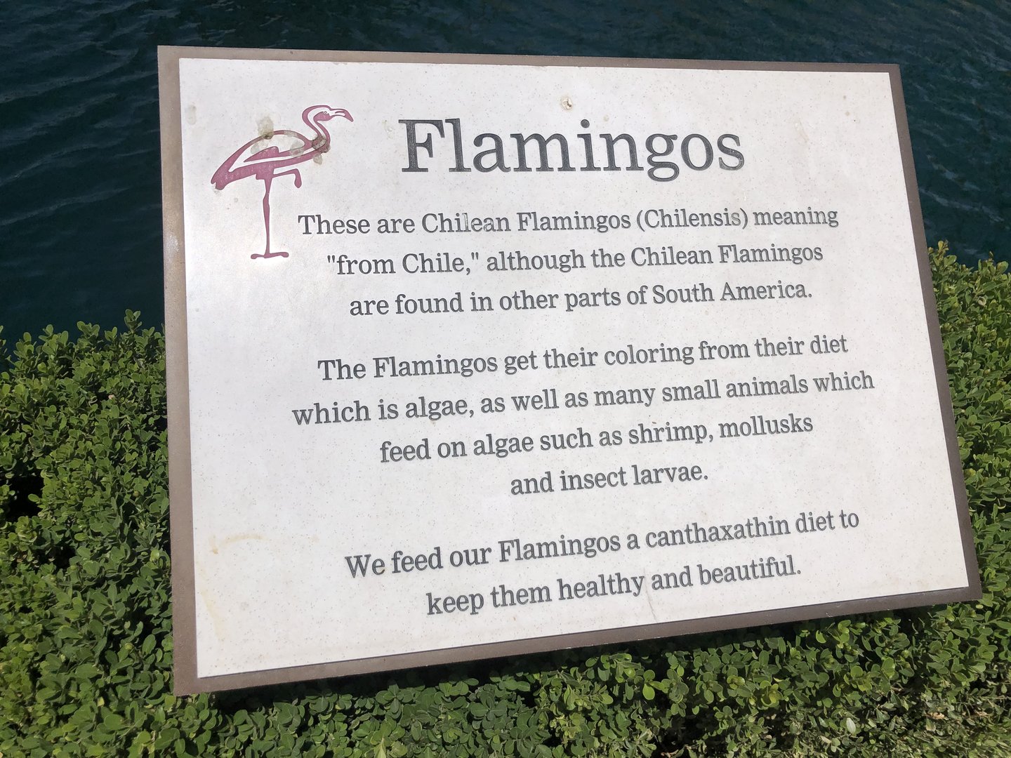 Chilean flamingo, Phoenicopterus chilensis, signage -- JW Marriott Desert Springs Resort & Spa