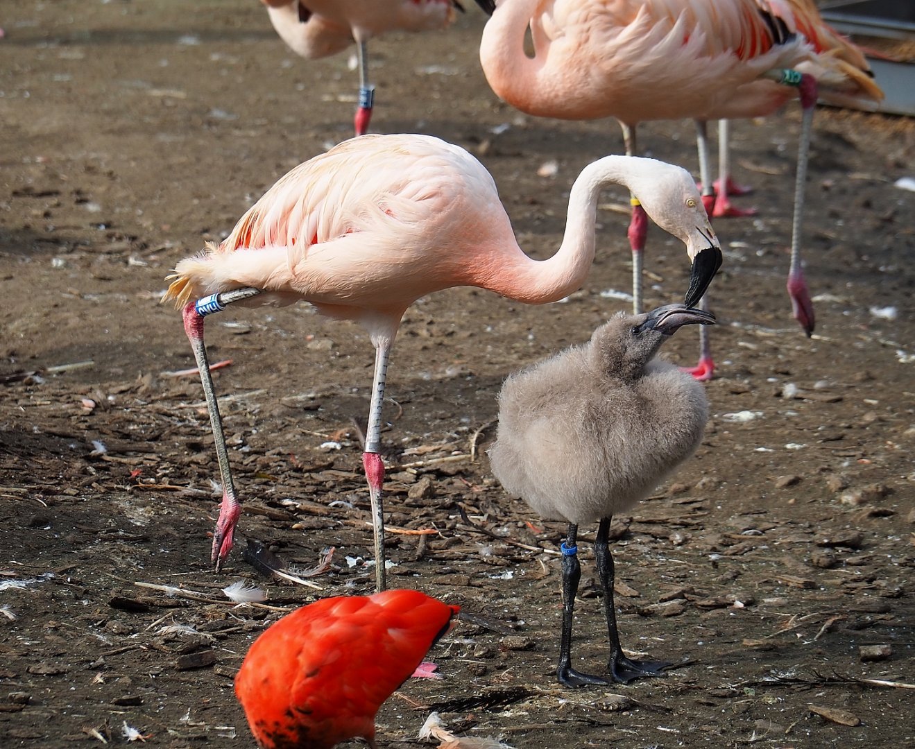 Chilean flamingo (Phoenicopterus chilensis) with chick, 2023-10-04