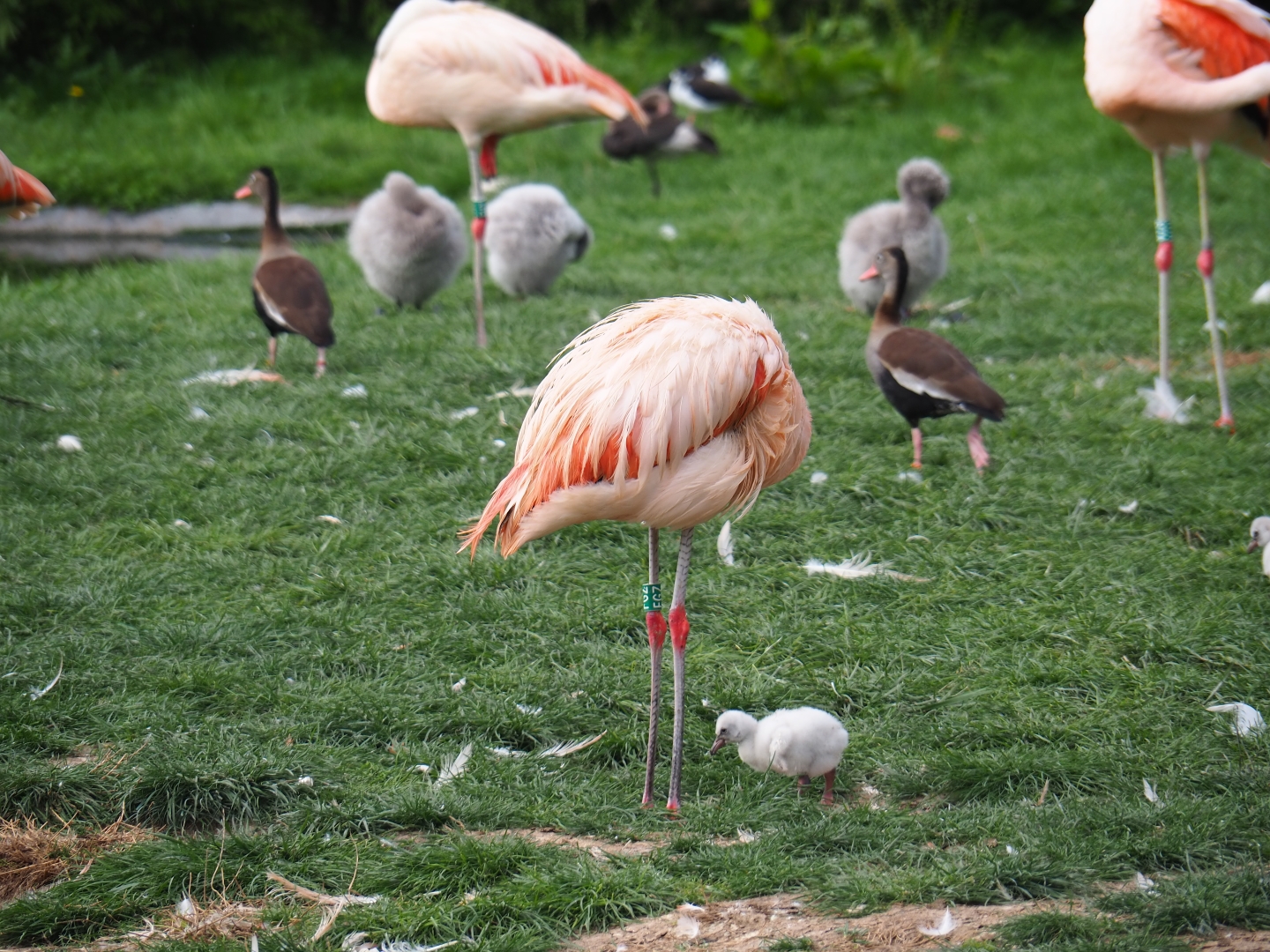 Chilean flamingo (Phoenicopterus chilensis) with young chick