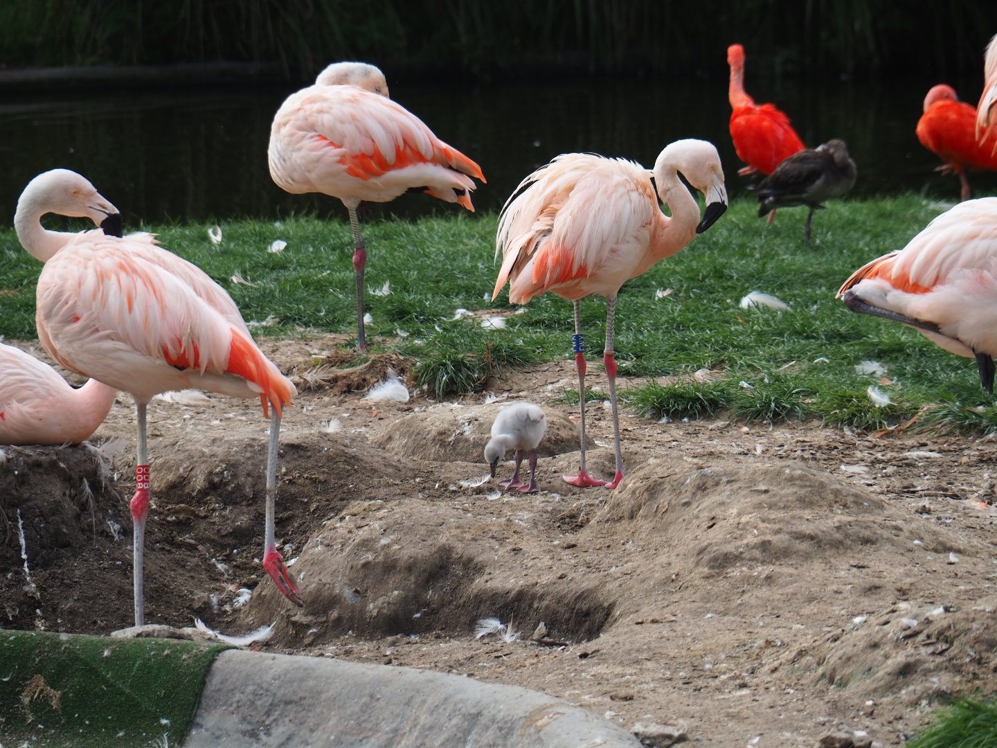 Chilean flamingo (Phoenicopterus chilensis) with young chick