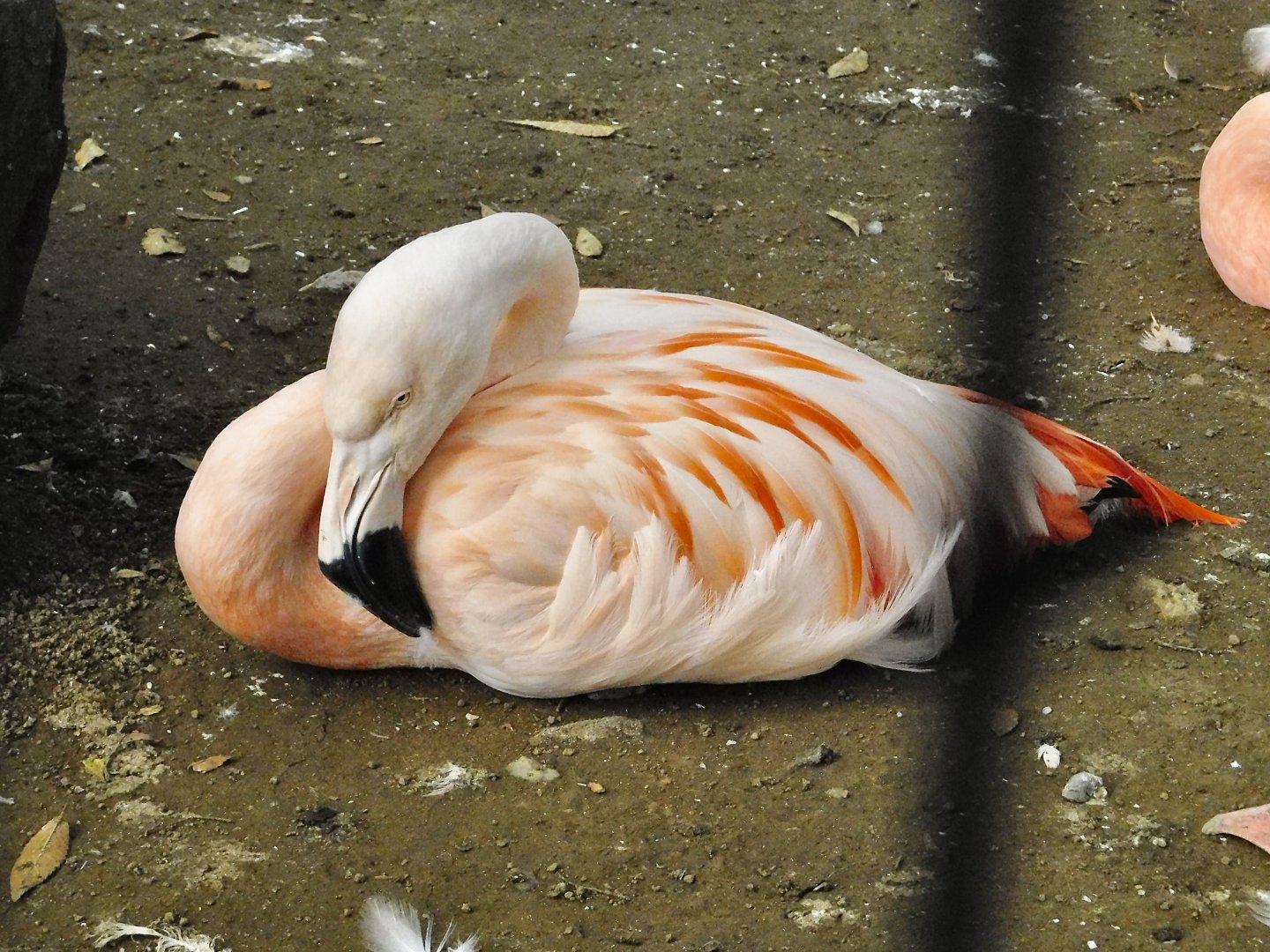 Chilean Flamingo (Phoenicopterus chilensis) - Yumemigasaki Zoological Park October 12, 2025