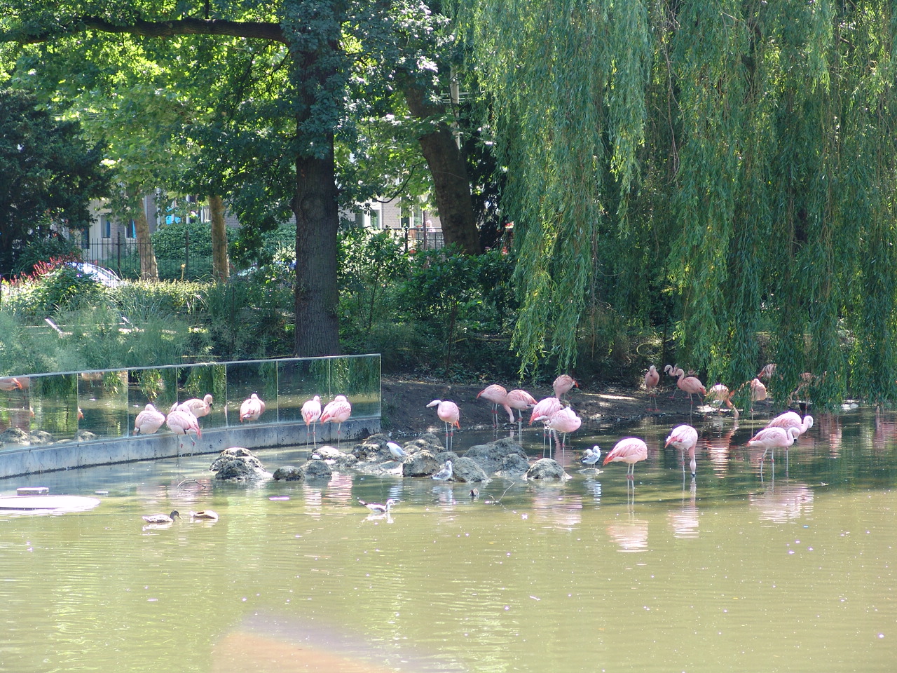 Chilean Flamingo (Phoenicopterus chilensis)
