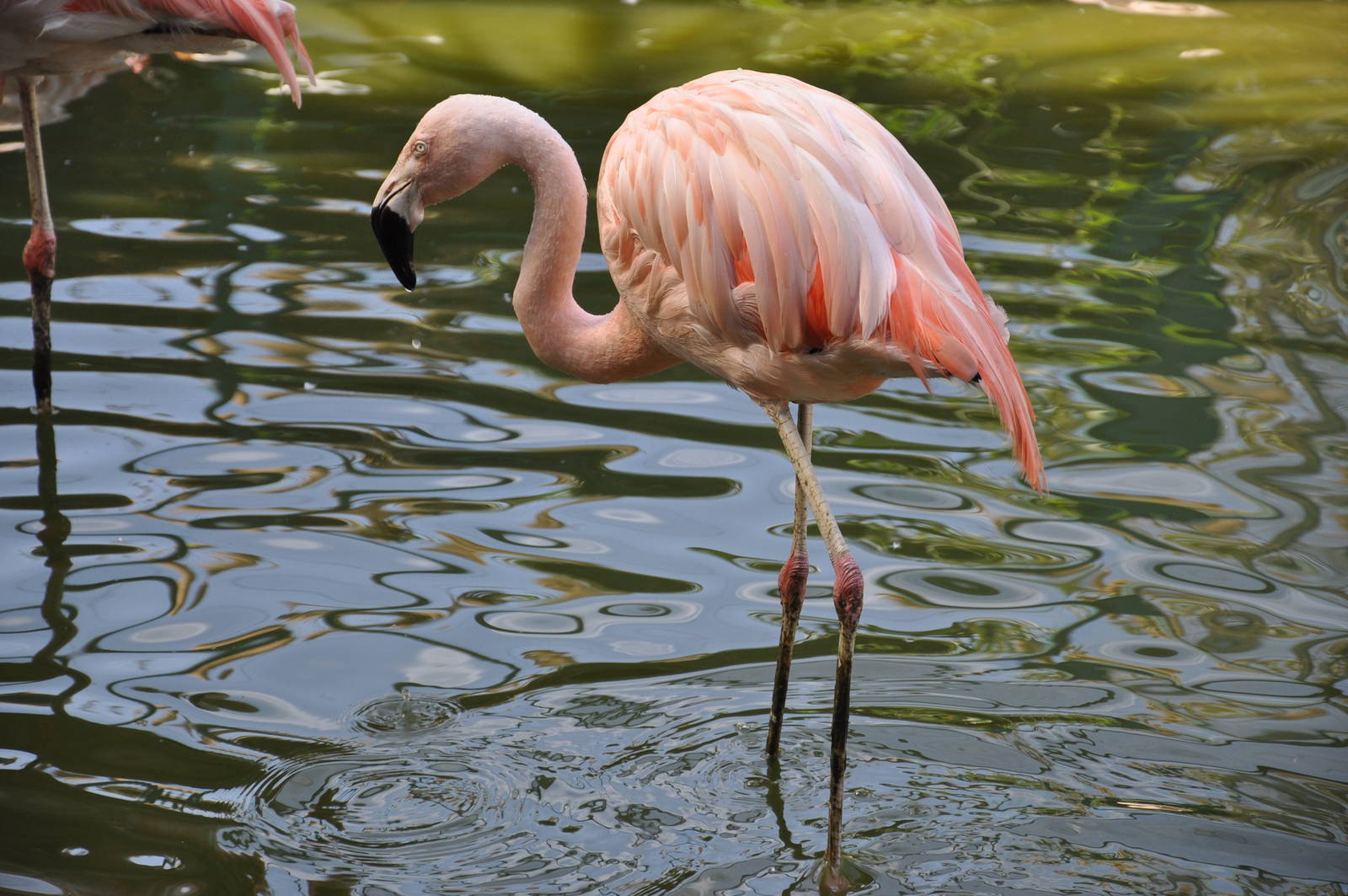 Chilean flamingo/ Phoenicopterus chilensis