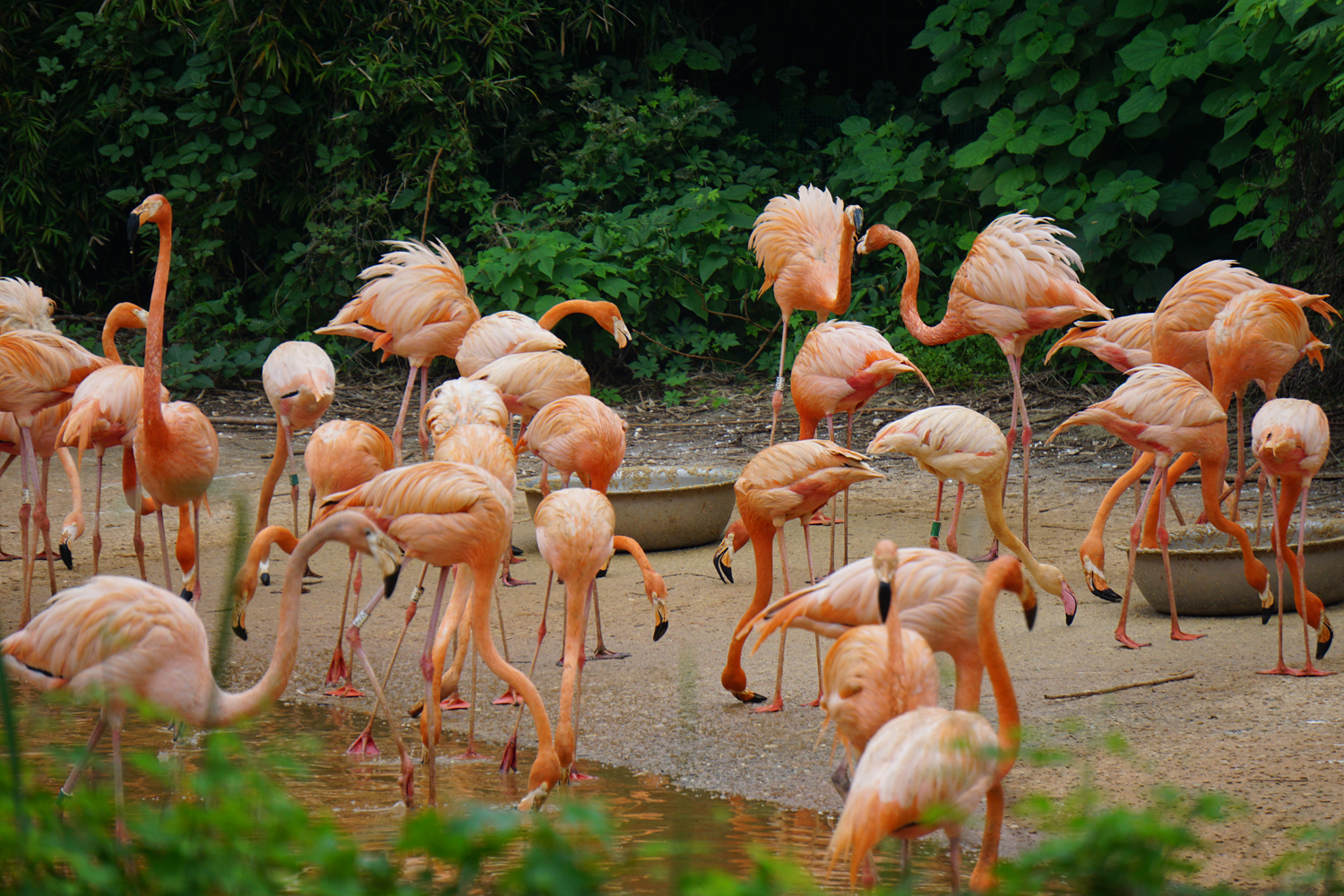 Chilean flamingo (Phoenicopterus chilensis)
