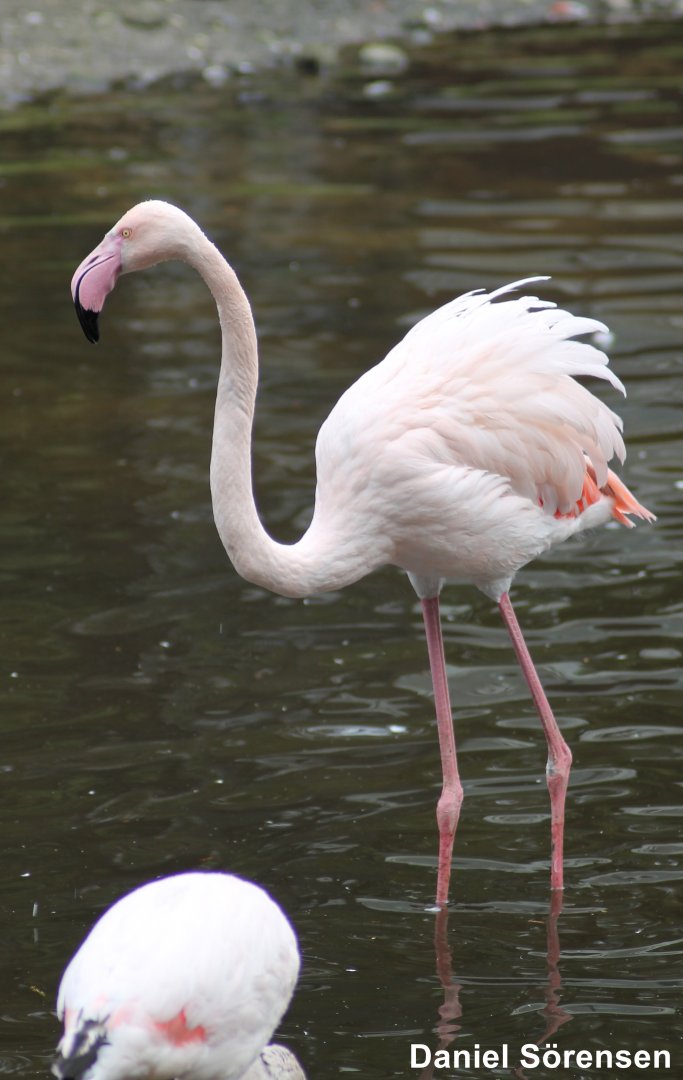 Chilean flamingo (Phoenicopterus chilensis)