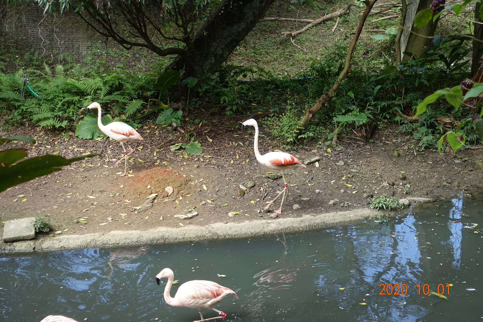 Chilean Flamingo (Phoenicopterus chilensis)
