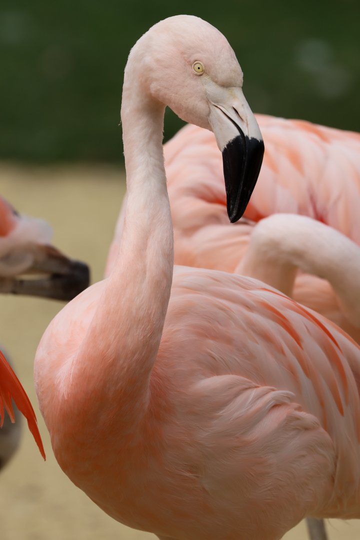 Chilean flamingo (Phoenicopterus chilensis)