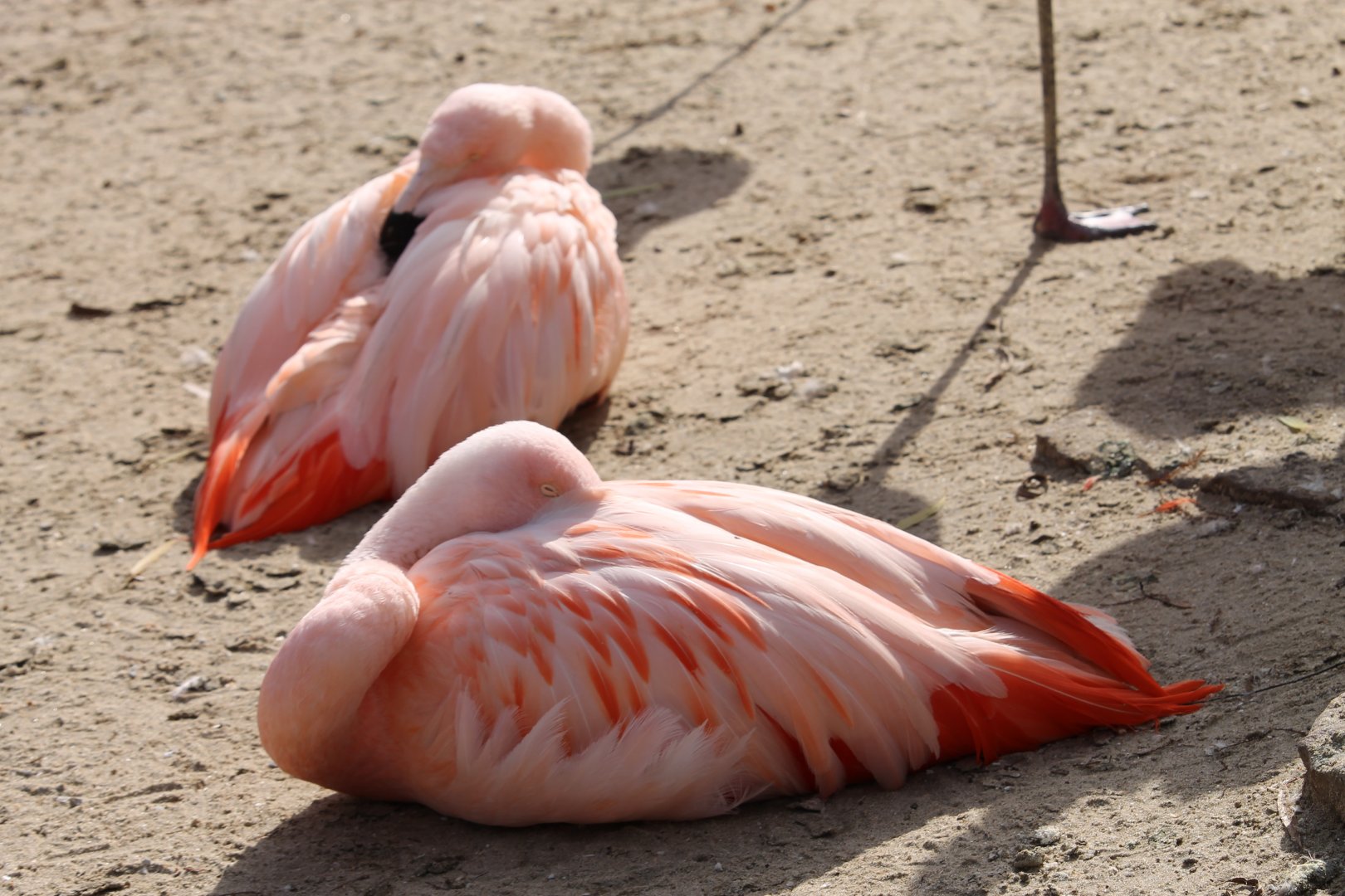Chilean Flamingo (Phoenicopterus chilensis)