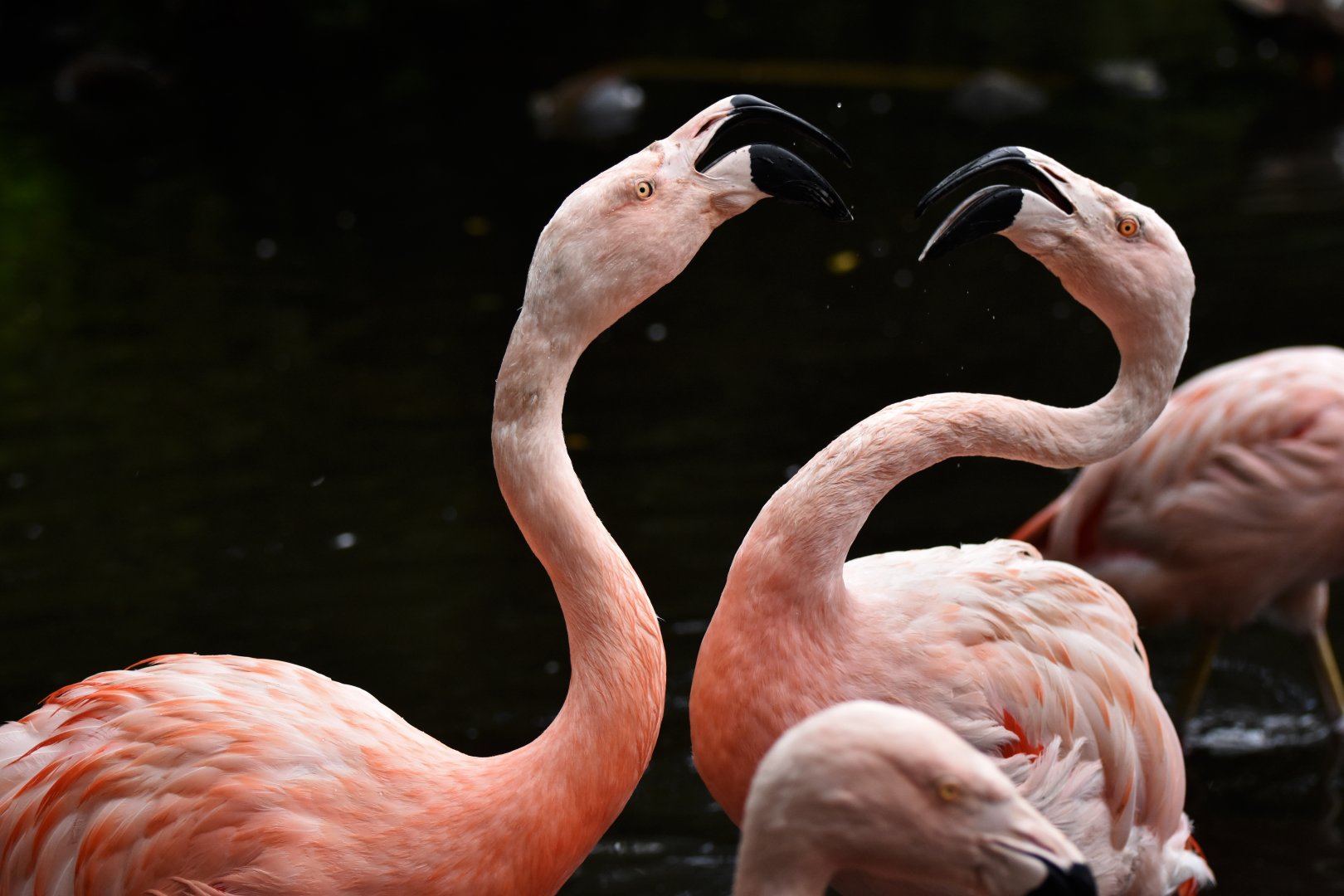 Chilean Flamingo Phoenicopterus chilensis