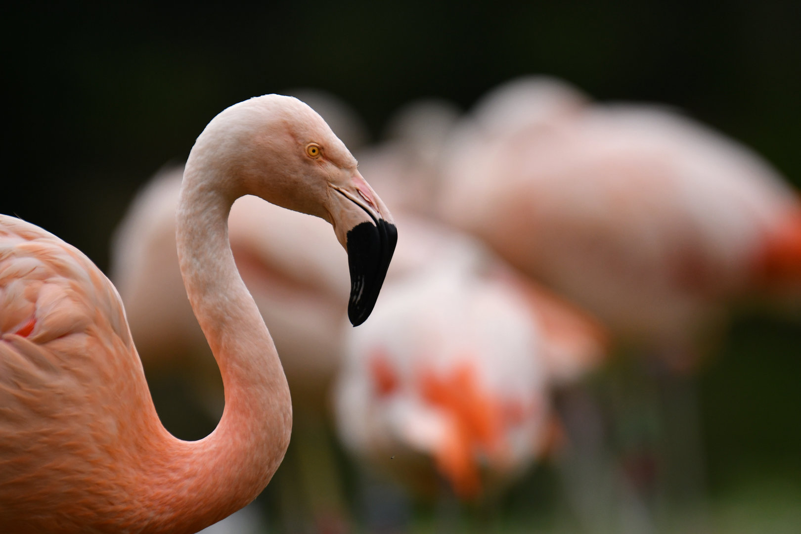 Chilean Flamingo Phoenicopterus chilensis