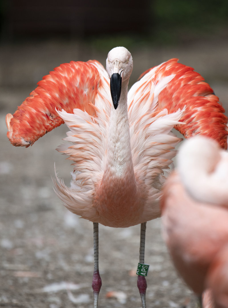Chilean flamingo (Phoenicopterus chilensis)
