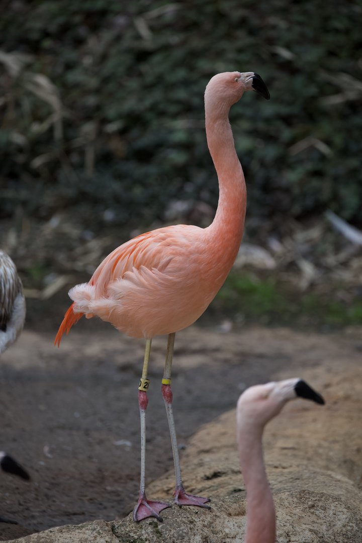 Chilean Flamingo/ Phoenicopterus chilensis