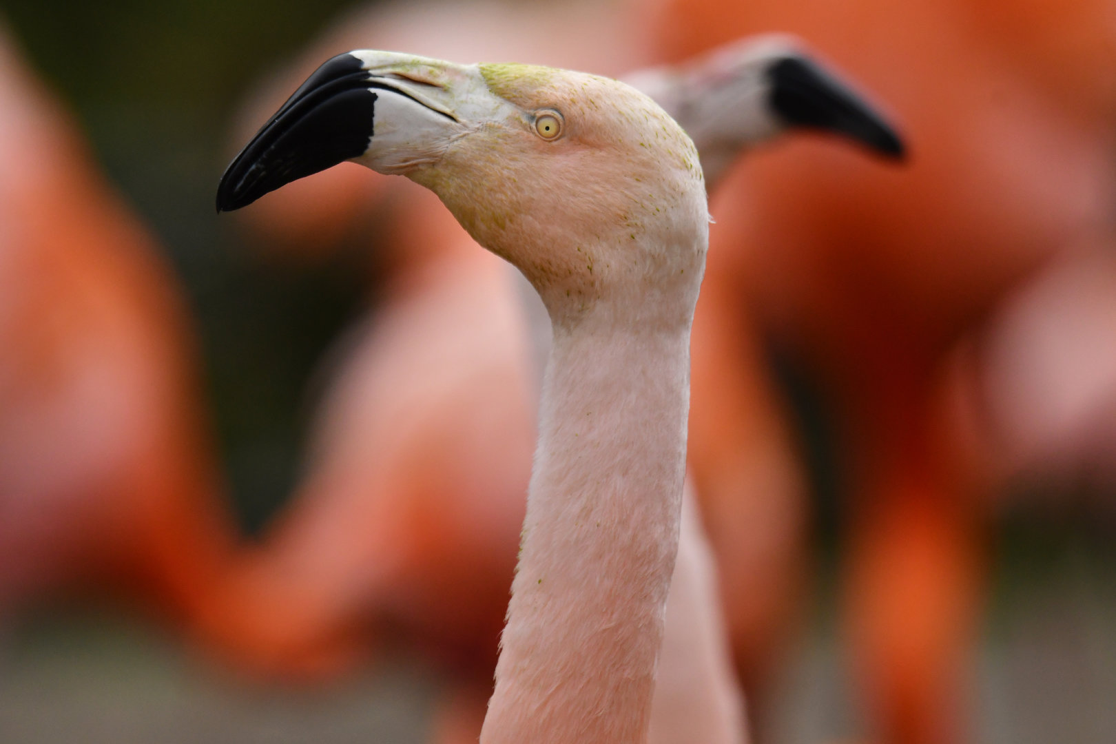 Chilean flamingo (Phoenicopterus chilensis)