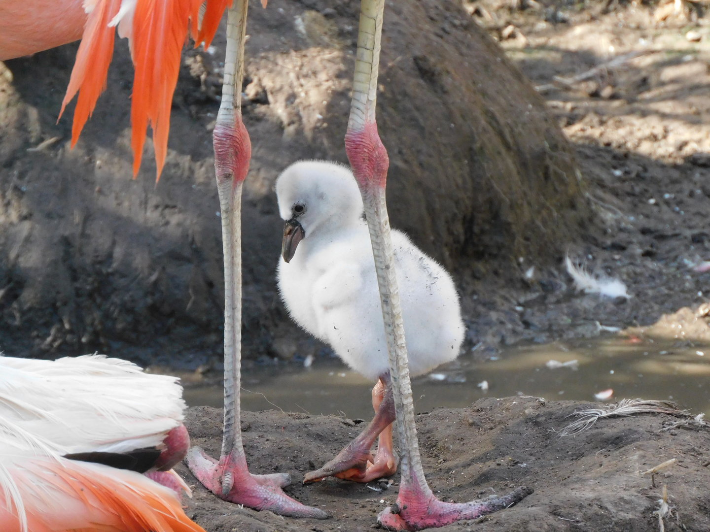 Chilean Flamingo-Phoenicopterus chilensis
