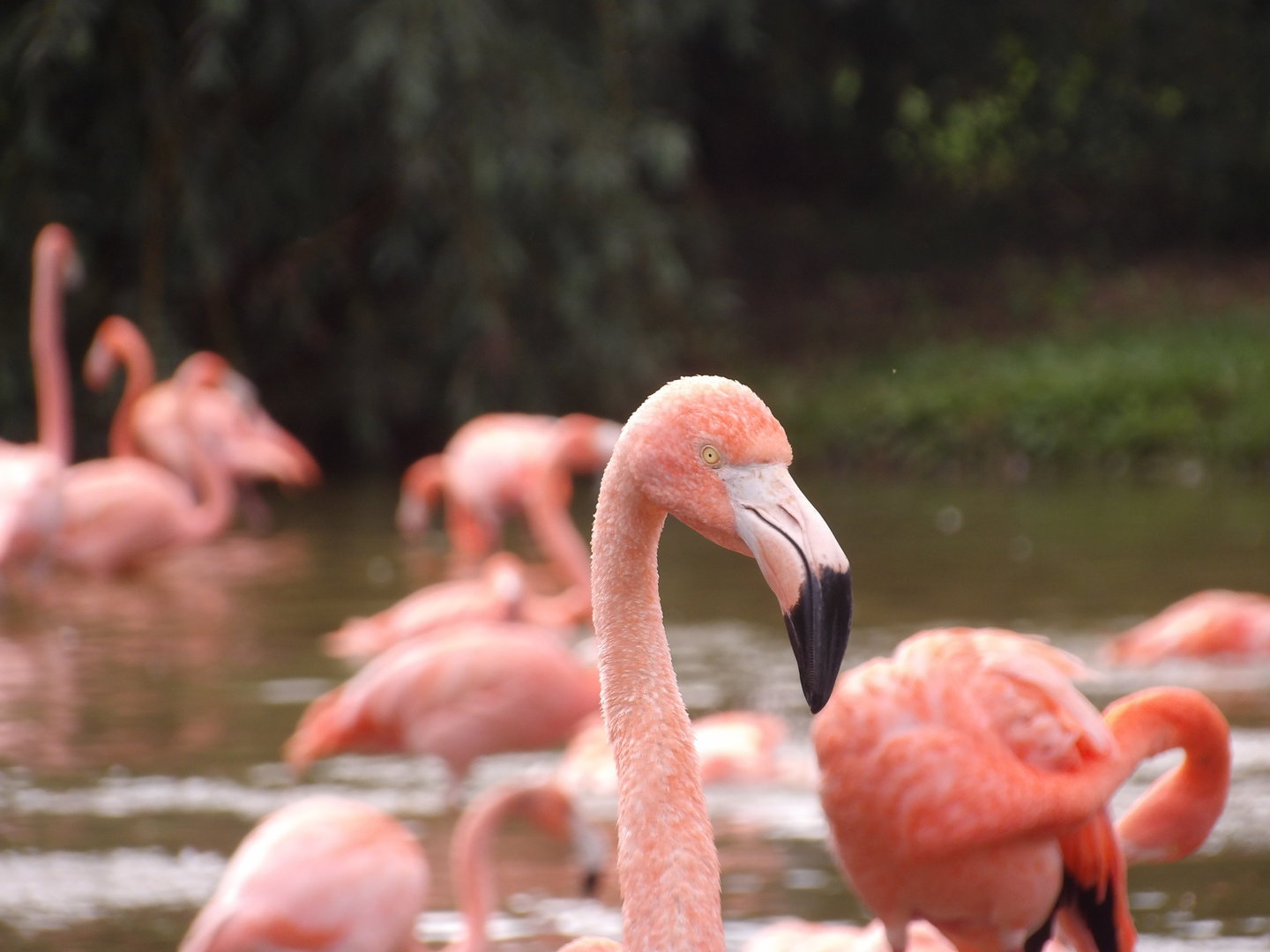 Chilean Flamingo (Phoenicopterus chilensis)