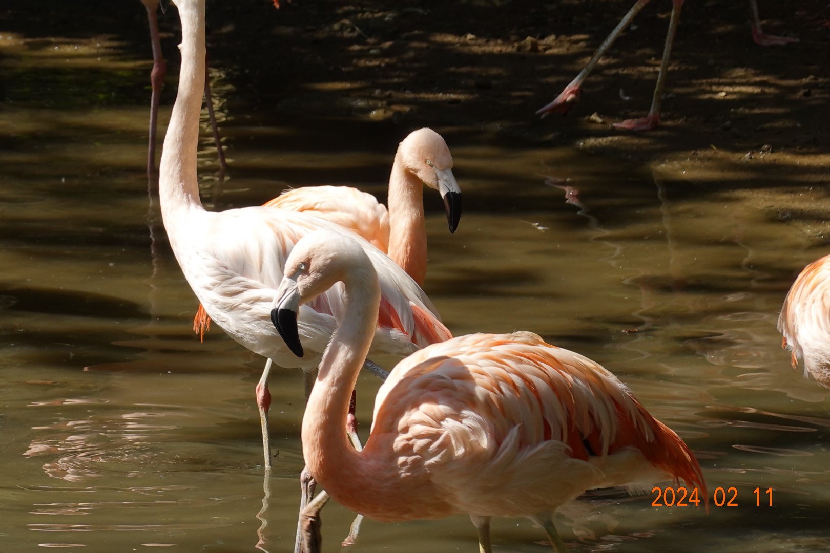 Chilean Flamingo (Phoenicopterus chilensis)