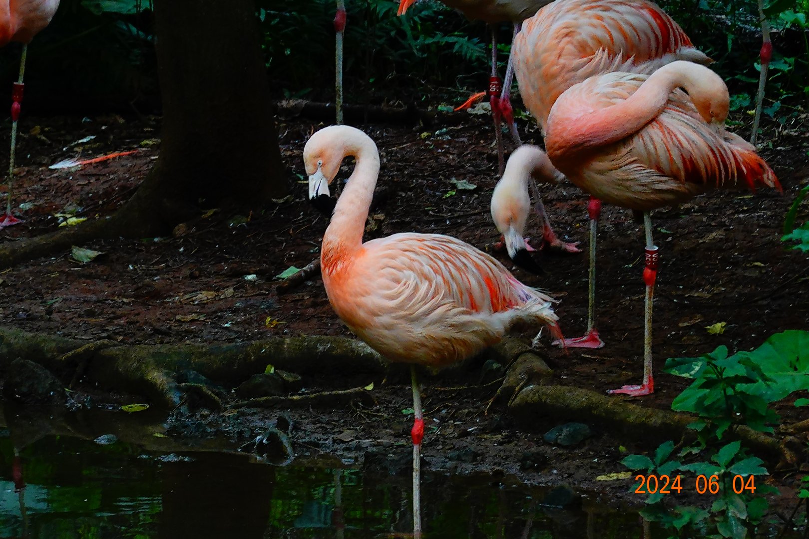 Chilean Flamingo (Phoenicopterus chilensis)