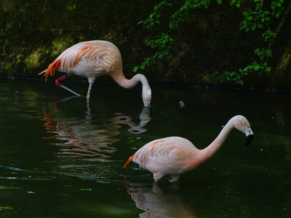 Chilean flamingo (Phoenicopterus chilensis)