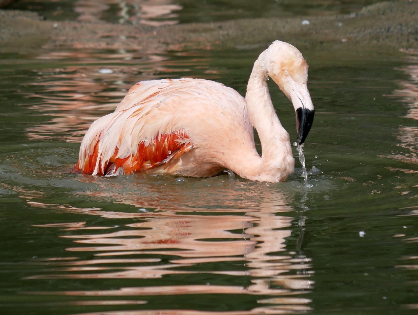 Chilean flamingo (Phoenicopterus chilensis)