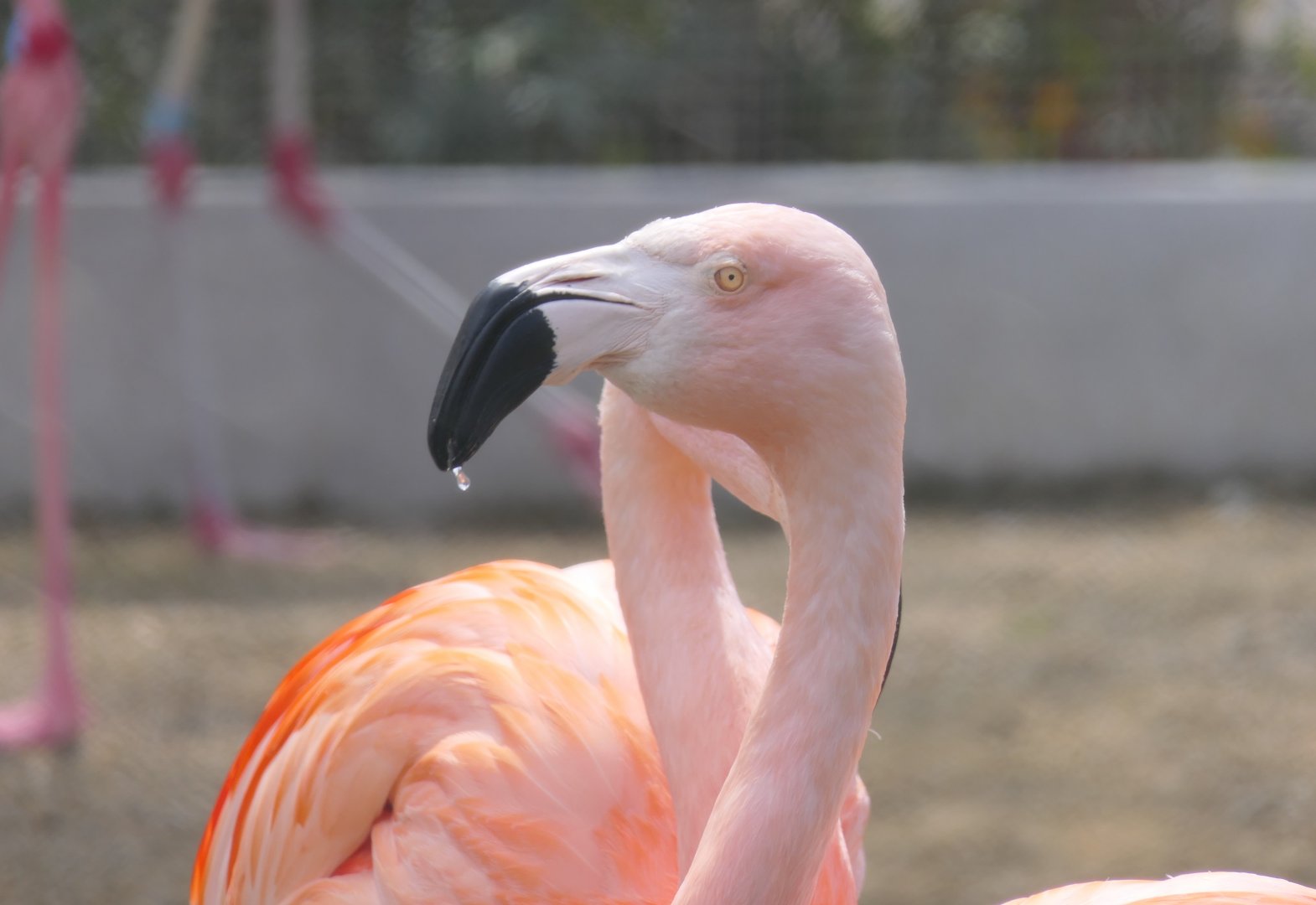 Chilean Flamingo (Phoenicopterus chilensis)