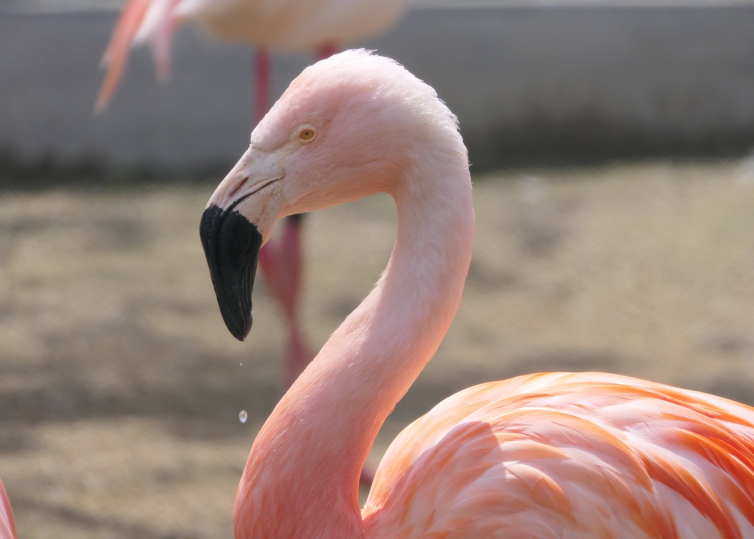 Chilean Flamingo (Phoenicopterus chilensis)