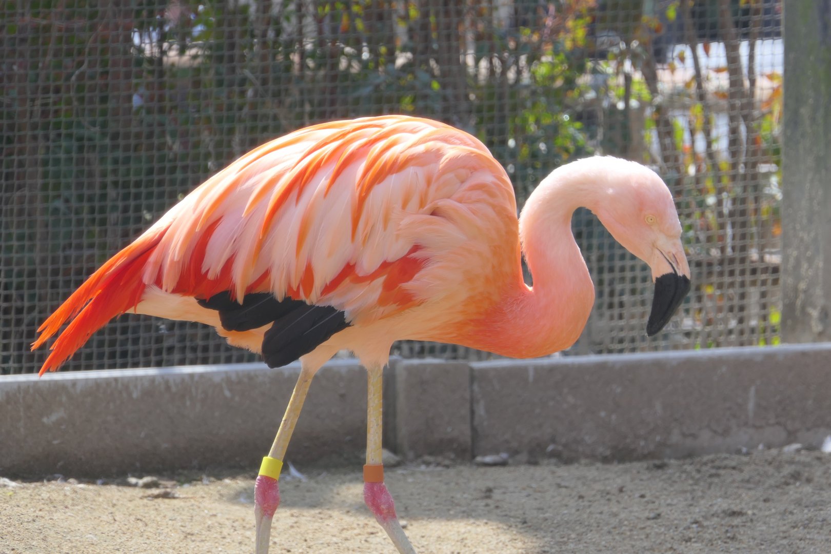 Chilean Flamingo (Phoenicopterus chilensis)