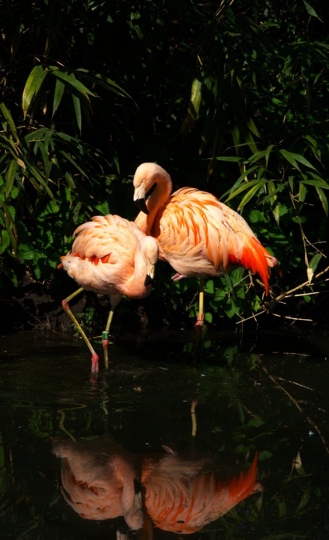 Chilean Flamingo (Phoenicopterus chilensis)