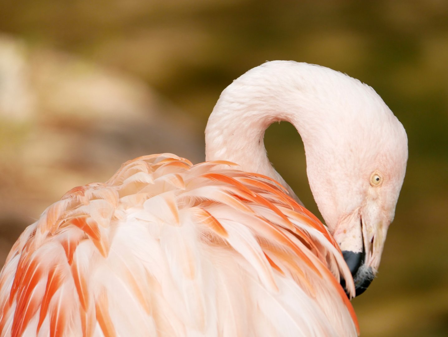 Chilean flamingo (Phoenicopterus chilensis)