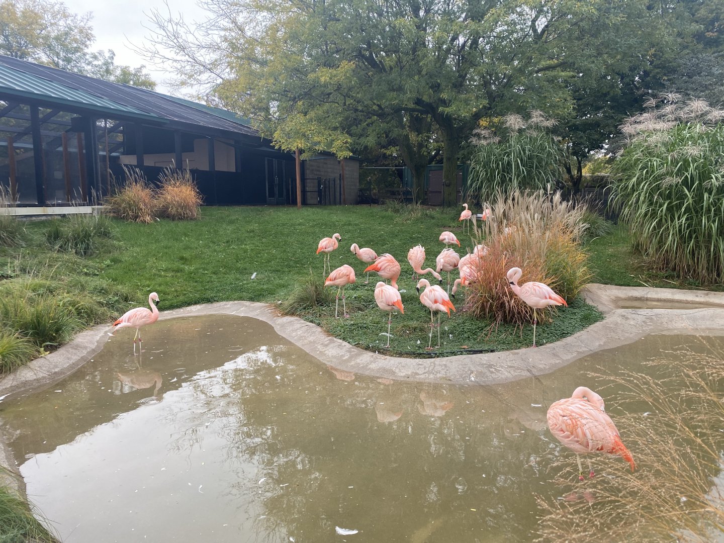 Chilean Flamingo Pond