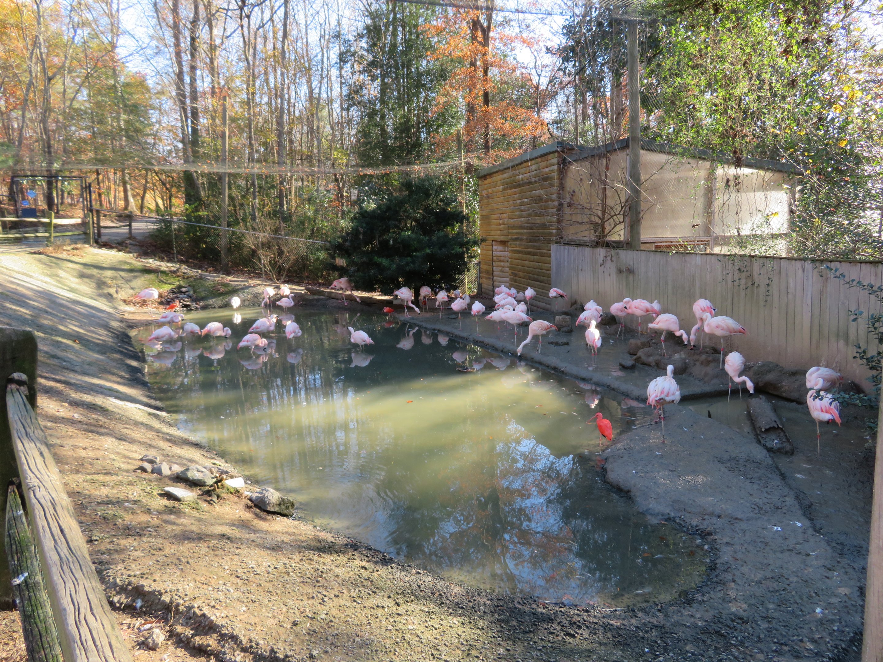 Chilean Flamingo Pond