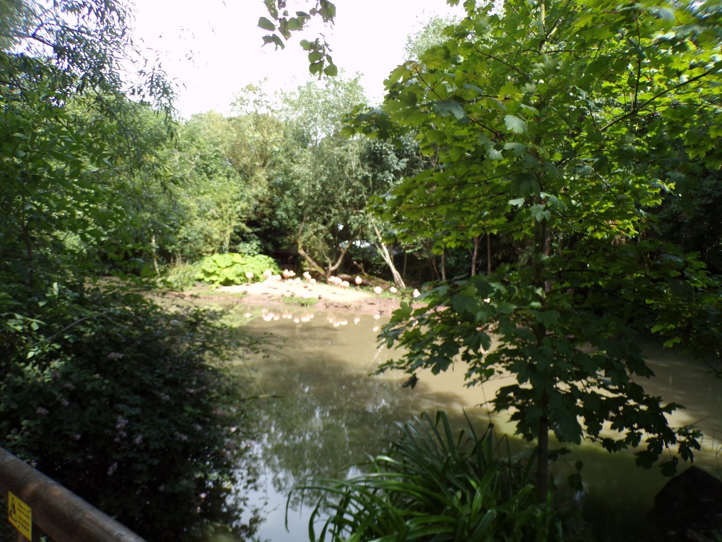 Chilean flamingo pool 7.7.24